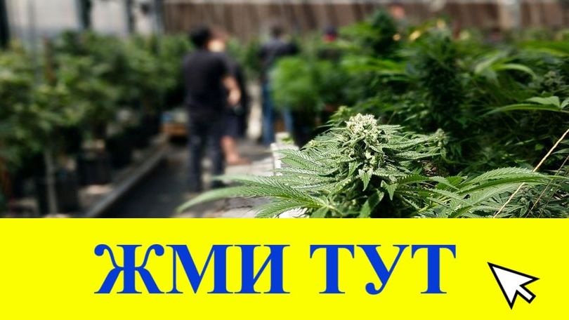 Купить наркотики в Стародубе